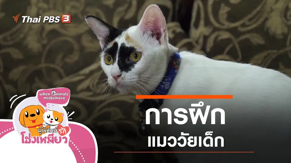 การฝึกแมววัยเด็ก