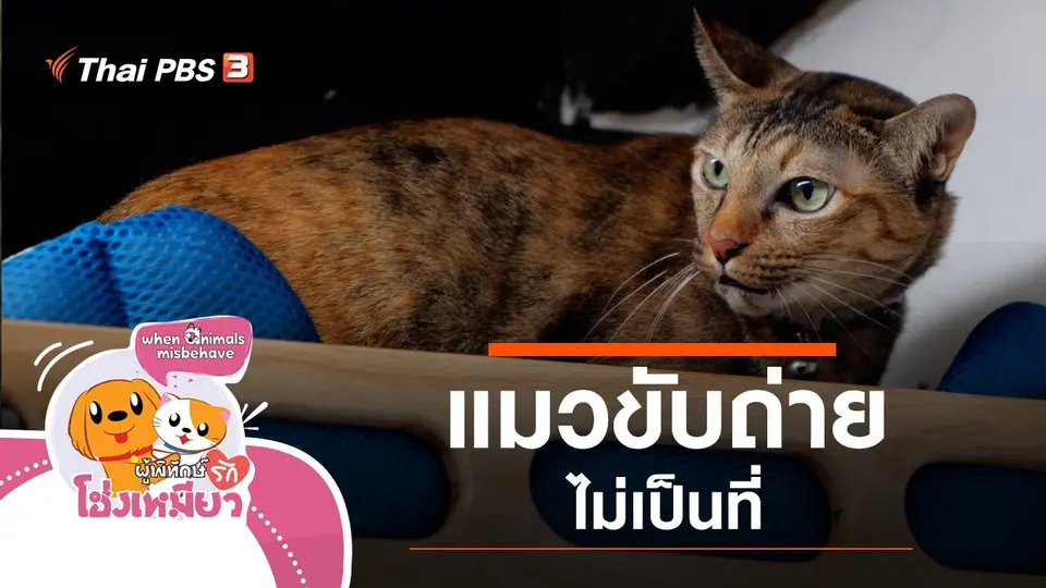 แมวขับถ่ายไม่เป็นที่