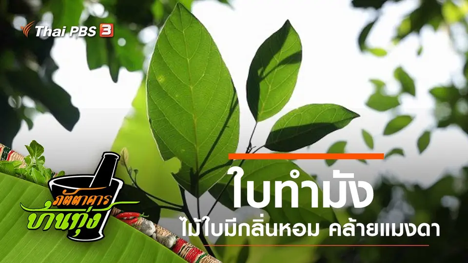 ใบทำมัง