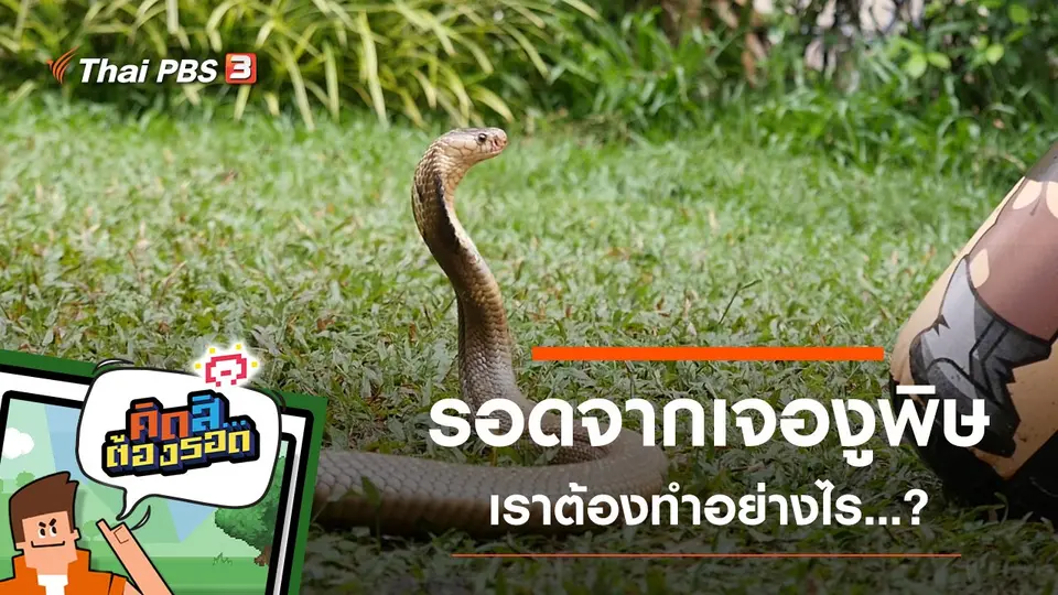 รอดจากการเจองูพิษ