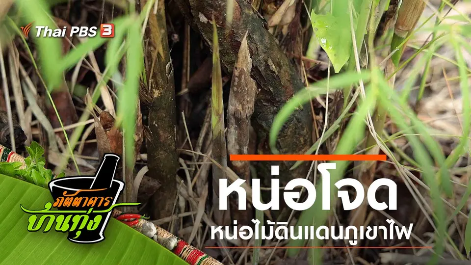 หน่อโจด