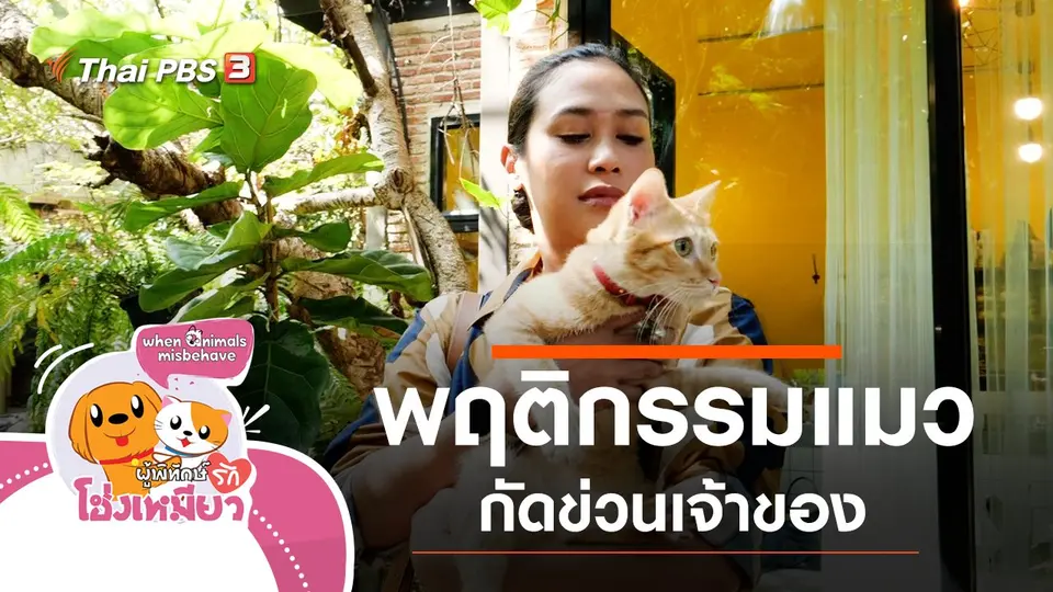 พฤติกรรมแมวกัดข่วนเจ้าของ