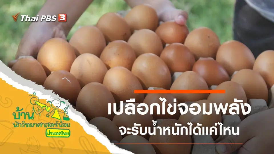 เปลือกไข่จอมพลัง