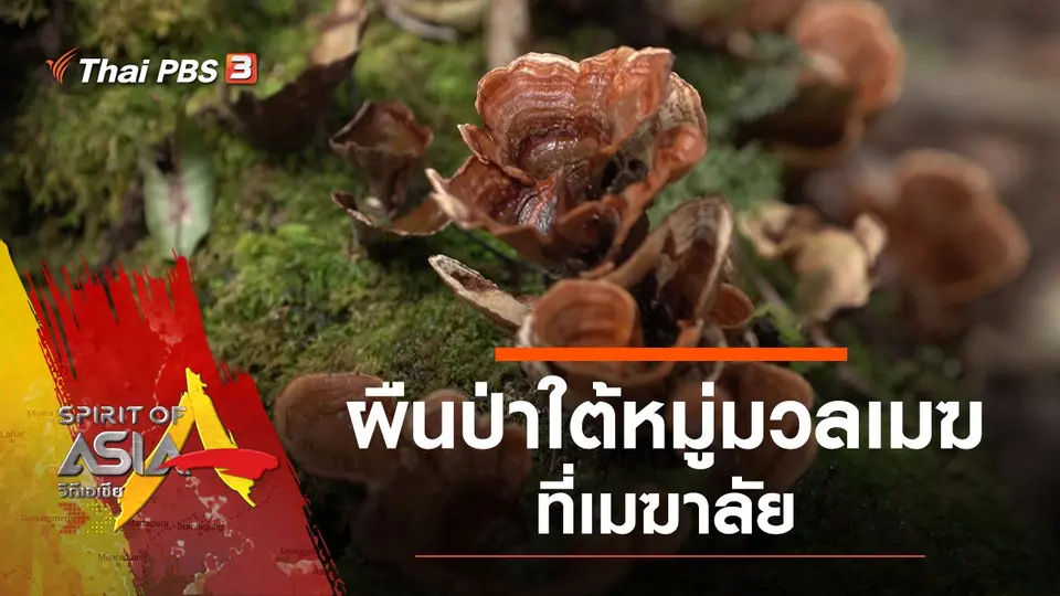 ผืนป่าใต้หมู่มวลเมฆที่เมฆาลัย