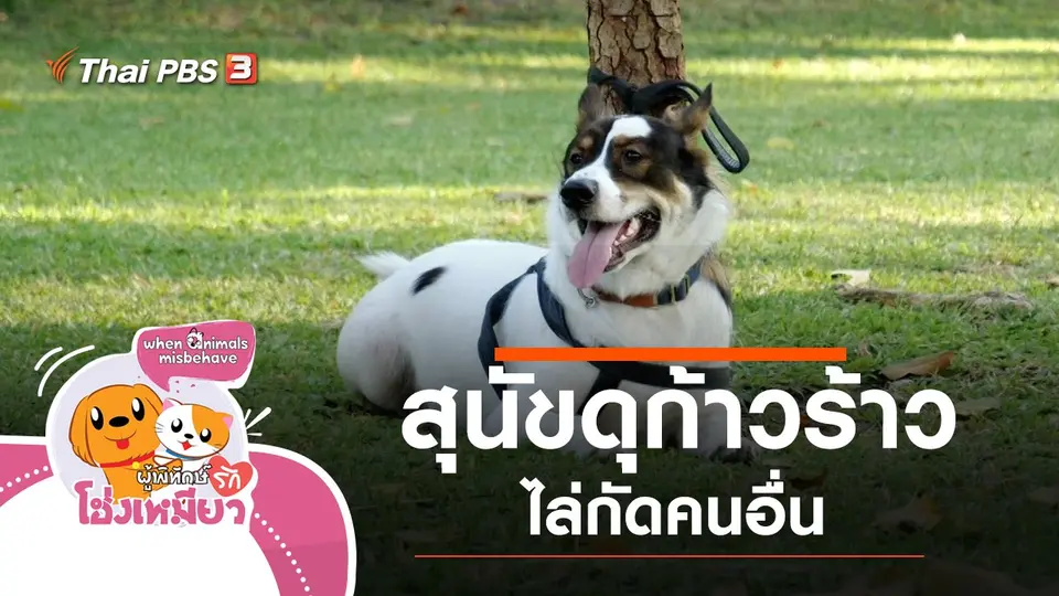 สุนัขดุก้าวร้าว ไล่กัดคนอื่น