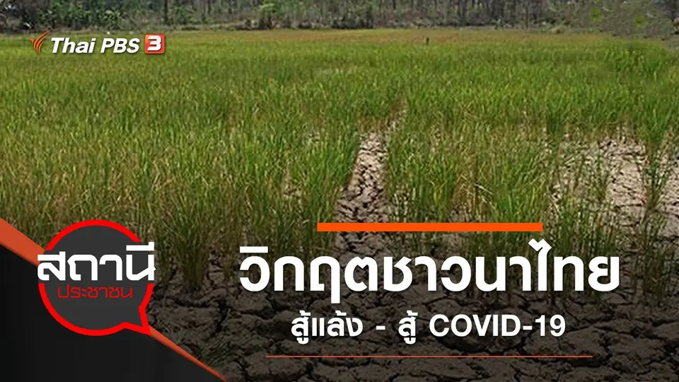 วิกฤตชาวนาไทย สู้แล้ง - สู้ COVID-19