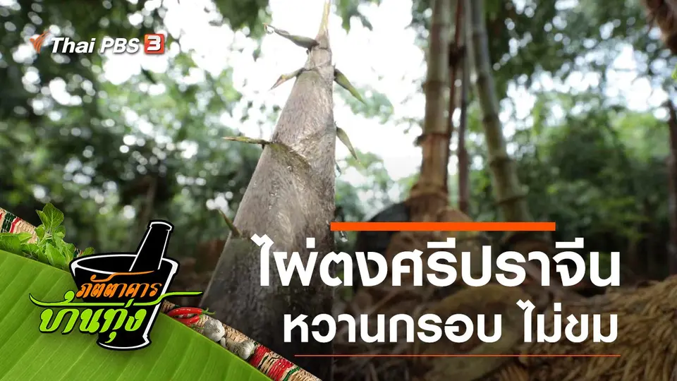 ไผ่ตงศรีปราจีน