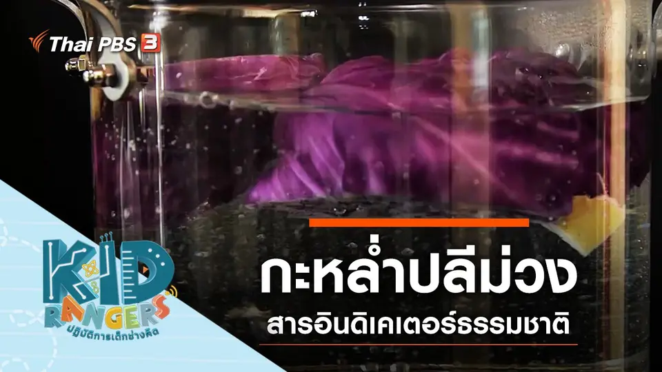กะหล่ำปลีม่วง