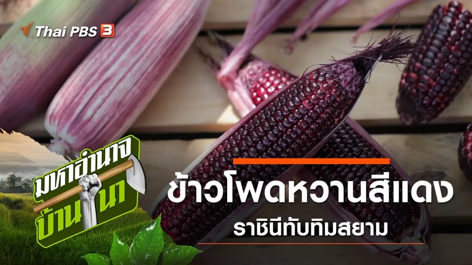 ข้าวโพดหวานสีแดง ราชินีทับทิมสยาม