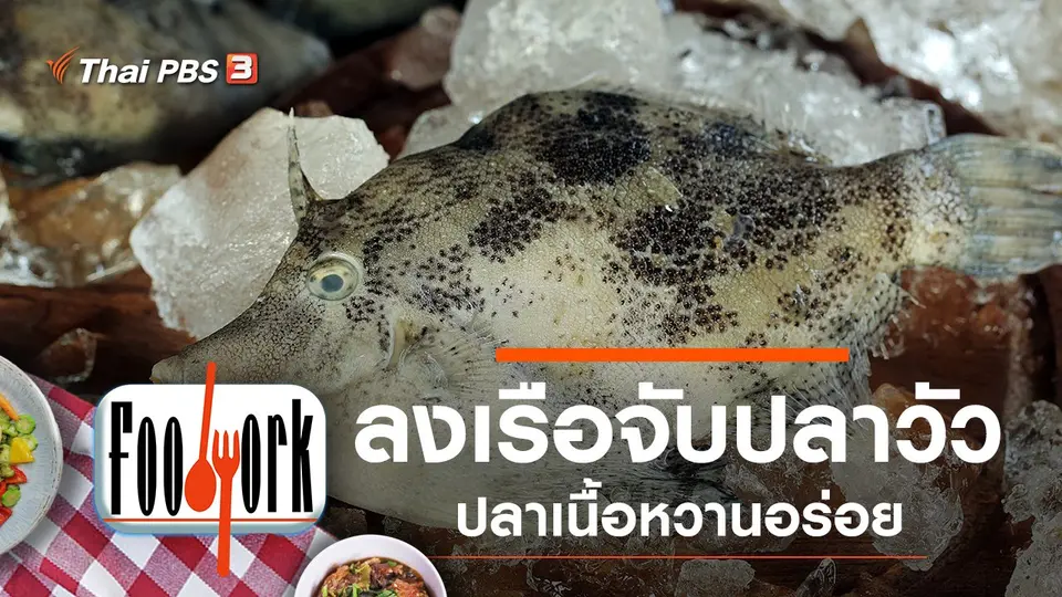 ปลาวัว