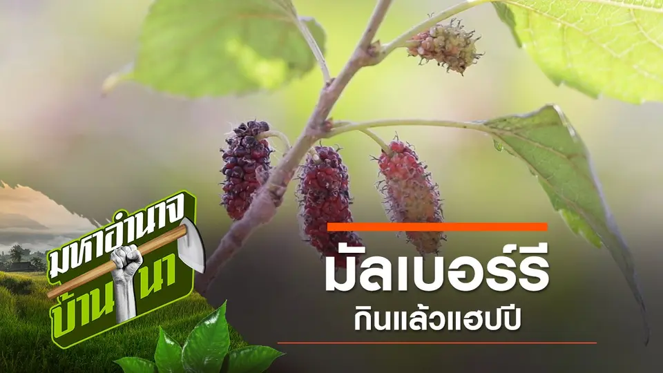 มหาอำนาจบ้านนา