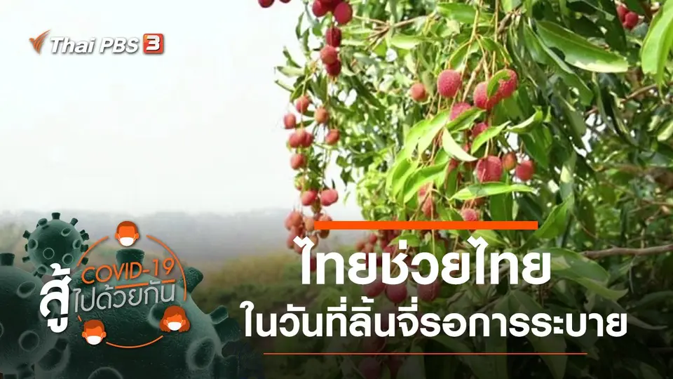 ไทยช่วยไทย - ในวันที่ลิ้นจี่ มะม่วงรอการระบาย