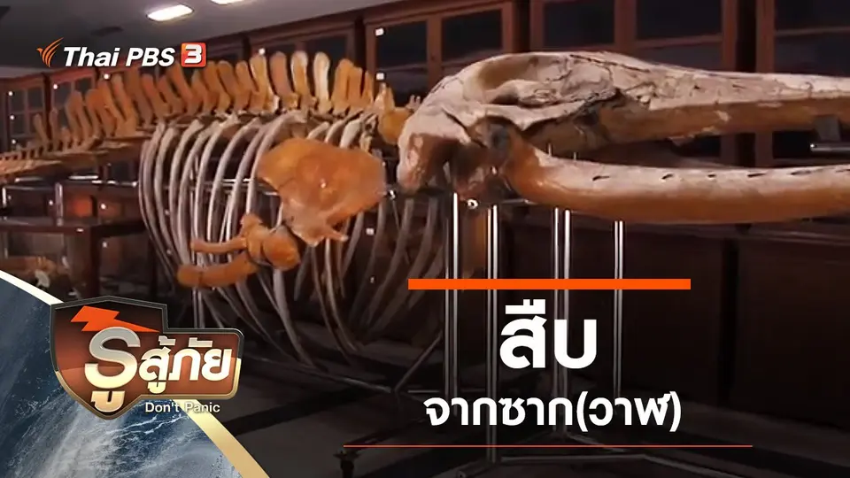 สืบจากซาก(วาฬ)