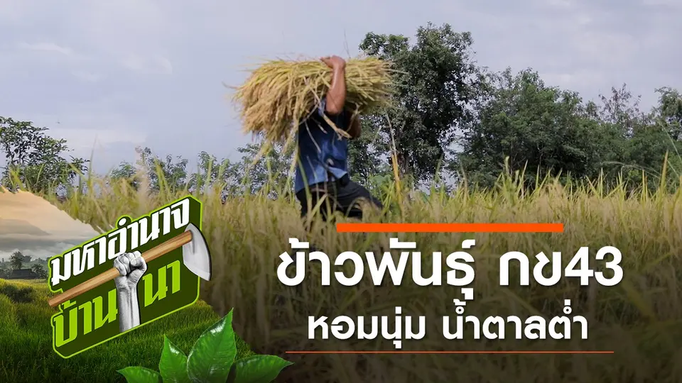 ข้าวพันธุ์ กข43 หอมนุ่ม น้ำตาลต่ำ