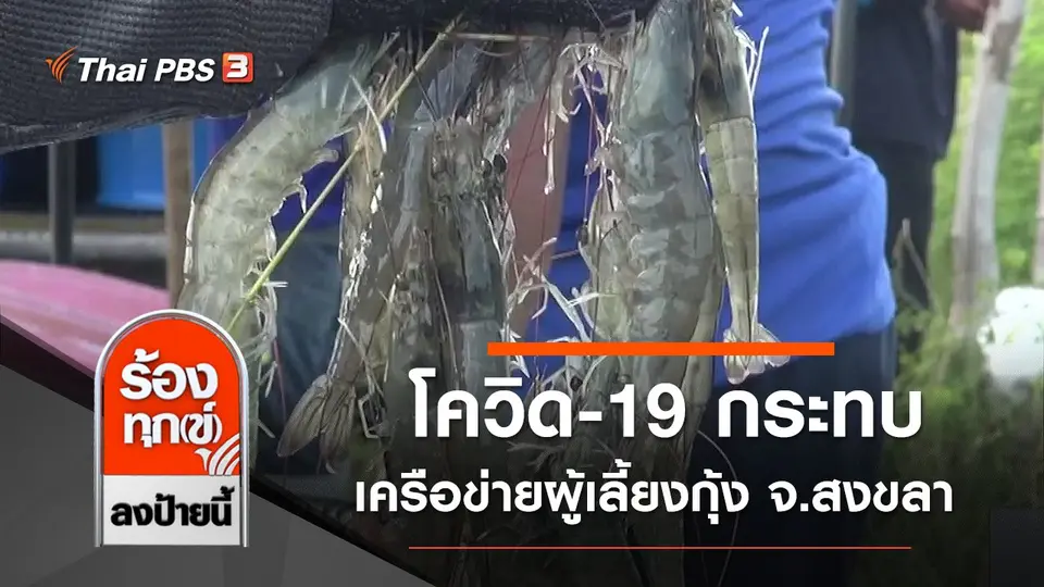 โควิด-19 กระทบเครือข่ายผู้เลี้ยงกุ้งส่งออกไม่ได้ จ.สงขลา