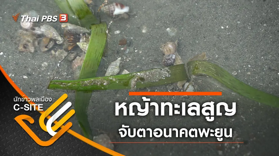 หญ้าทะเลสูญ จับตาอนาคตพะยูน