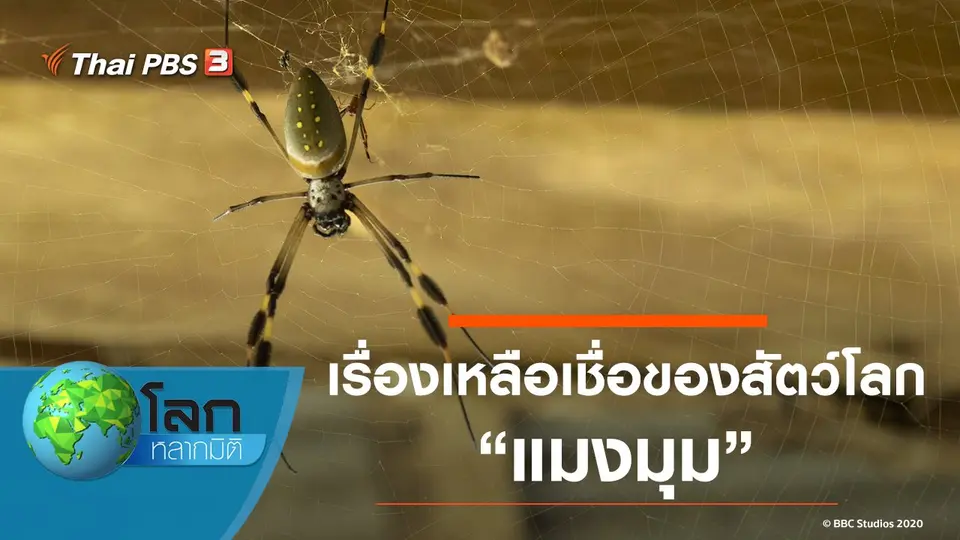 โลกหลากมิติ