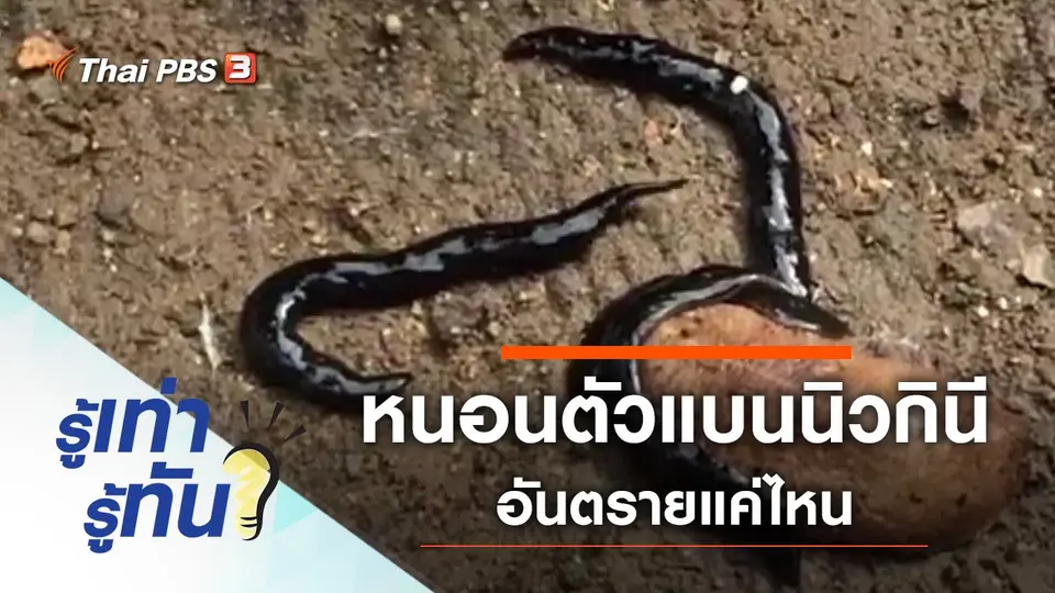 หนอนตัวแบนนิวกินี เอเลียนสปีชีส์อันตรายแค่ไหน