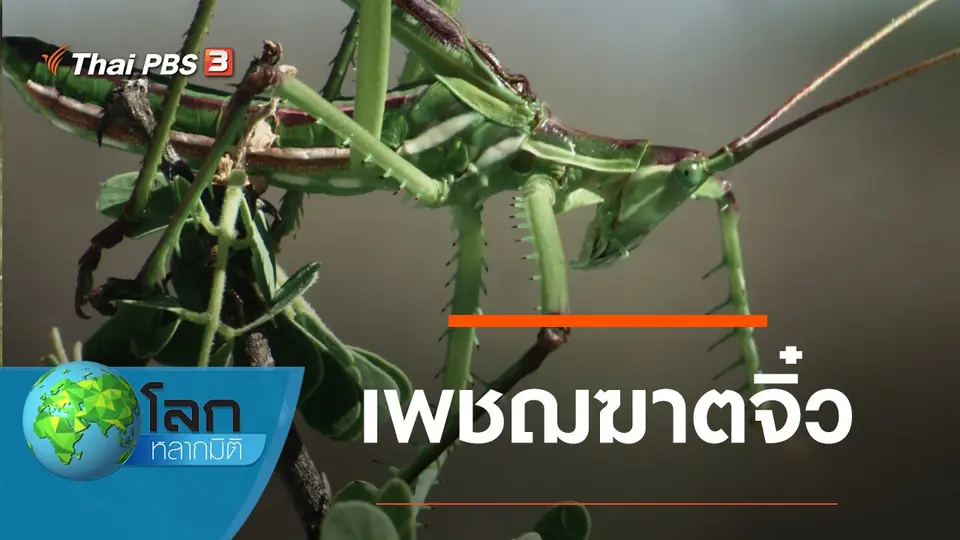 โลกหลากมิติ