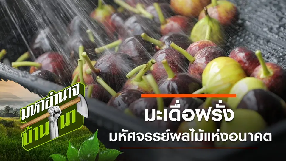 มะเดื่อฝรั่ง มหัศจรรย์ผลไม้แห่งอนาคต
