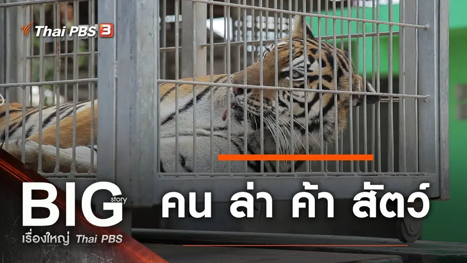 คน ล่า ค้า สัตว์