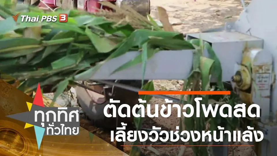 ตัดต้นข้าวโพดสดเลี้ยงวัวช่วงหน้าแล้ง