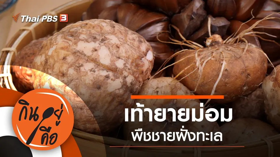 เท้ายายม่อม พืชชายฝั่งทะเล