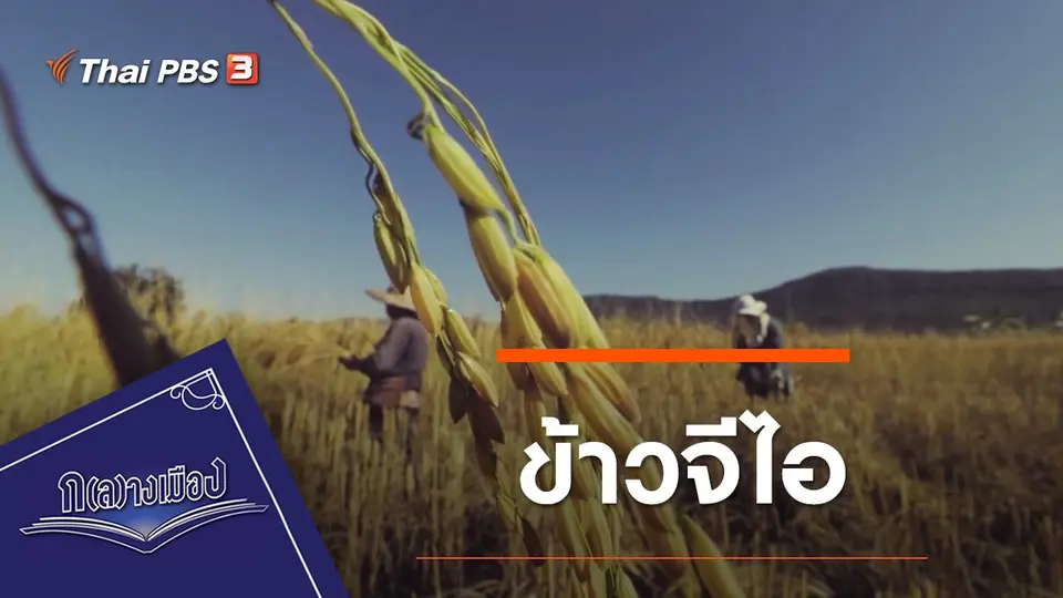 ข้าวอีสาน : ข้าวจีไอ