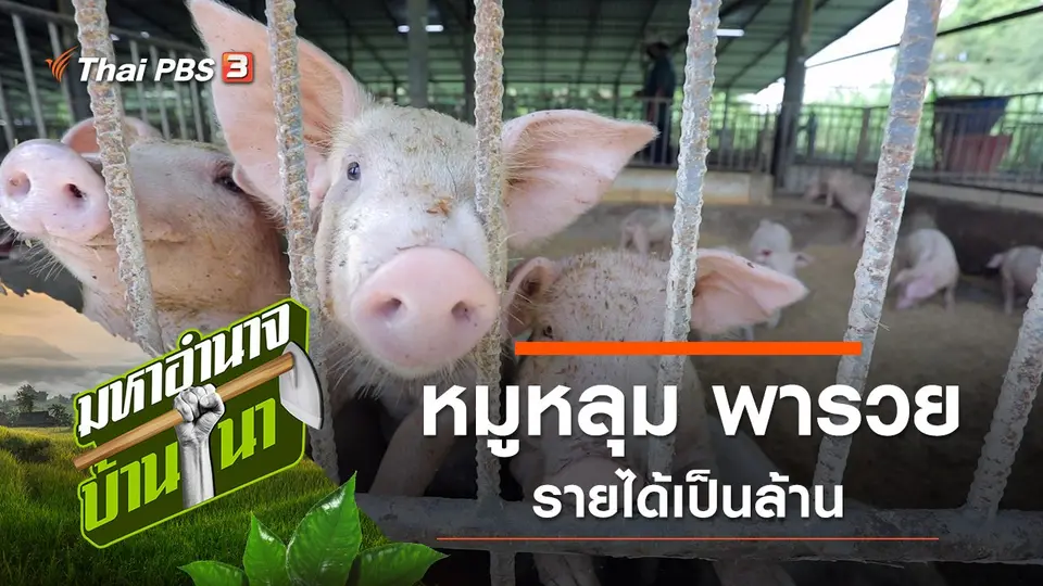 หมูหลุม พารวย รายได้เป็นล้าน