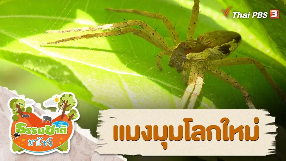 ธรรมชาติ...มาโชว์