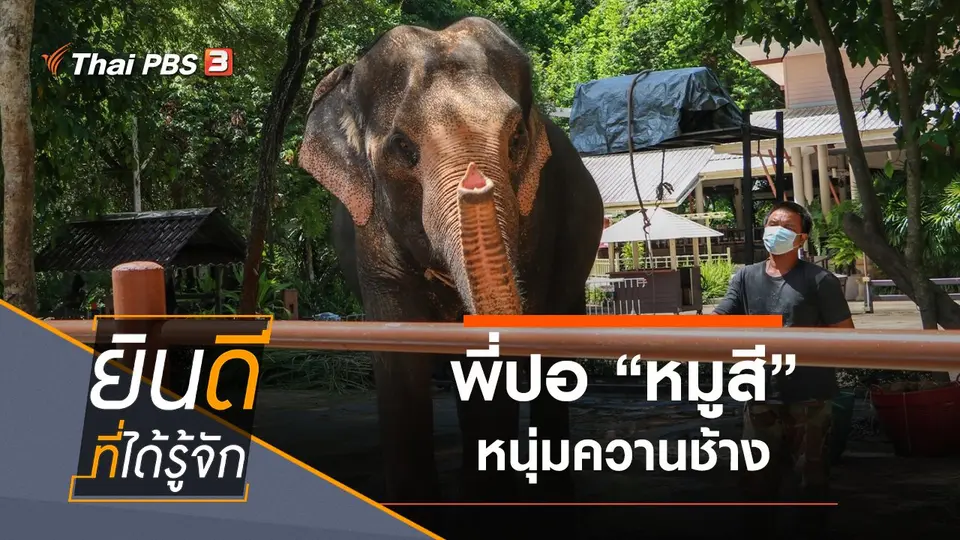 หมูสี