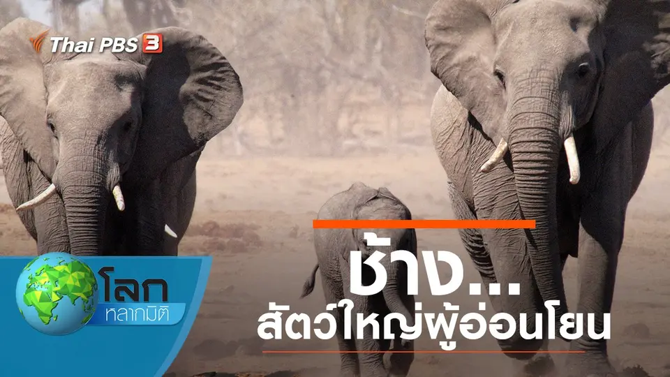 โลกหลากมิติ