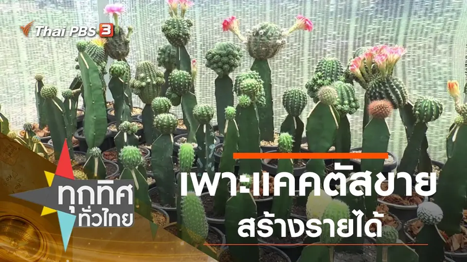 เพาะแคคตัสขายสร้างรายได้