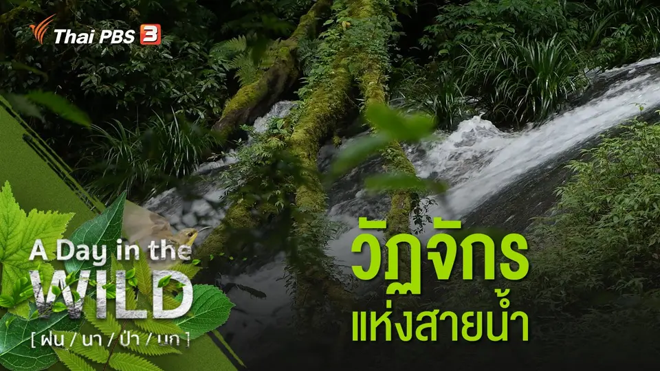 วัฏจักรแห่งสายน้ำ