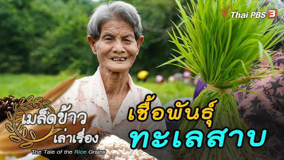 เมล็ดข้าวเล่าเรื่อง