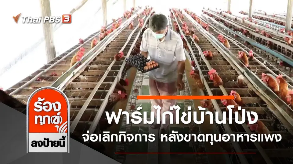 ฟาร์มไก่ไข่บ้านโป่ง จ่อเลิกกิจการ หลังขาดทุนค่าอาหารแพง จ.ราชบุรี