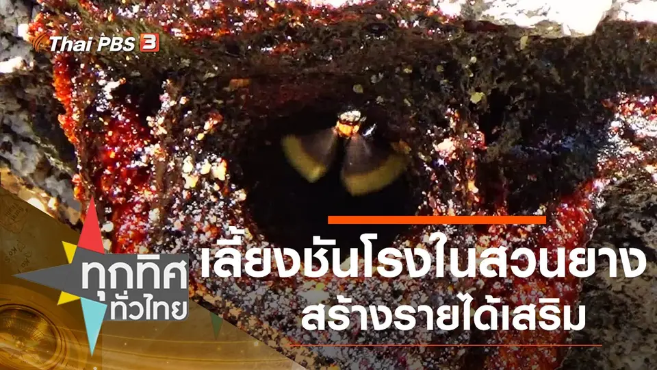 เลี้ยงชันโรงในสวนยางสร้างรายได้เสริม