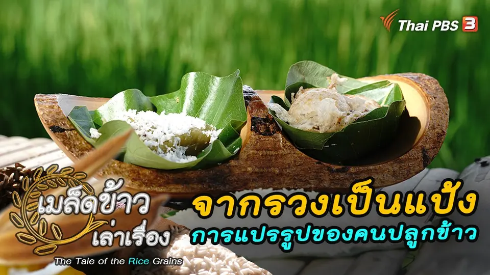 เมล็ดข้าวเล่าเรื่อง