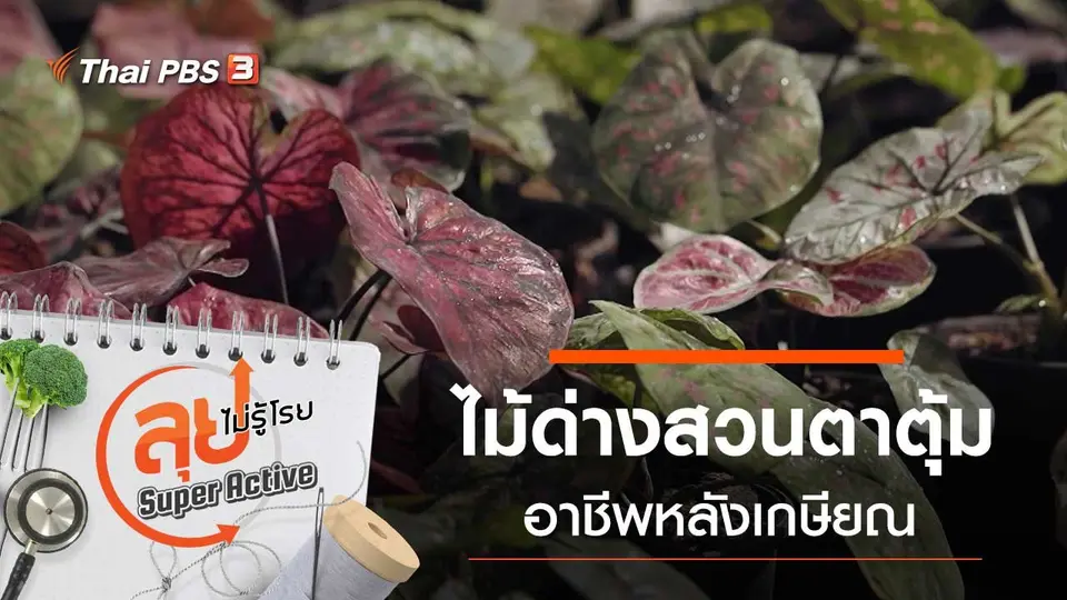 ไม้ด่างสวนตาตุ้ม