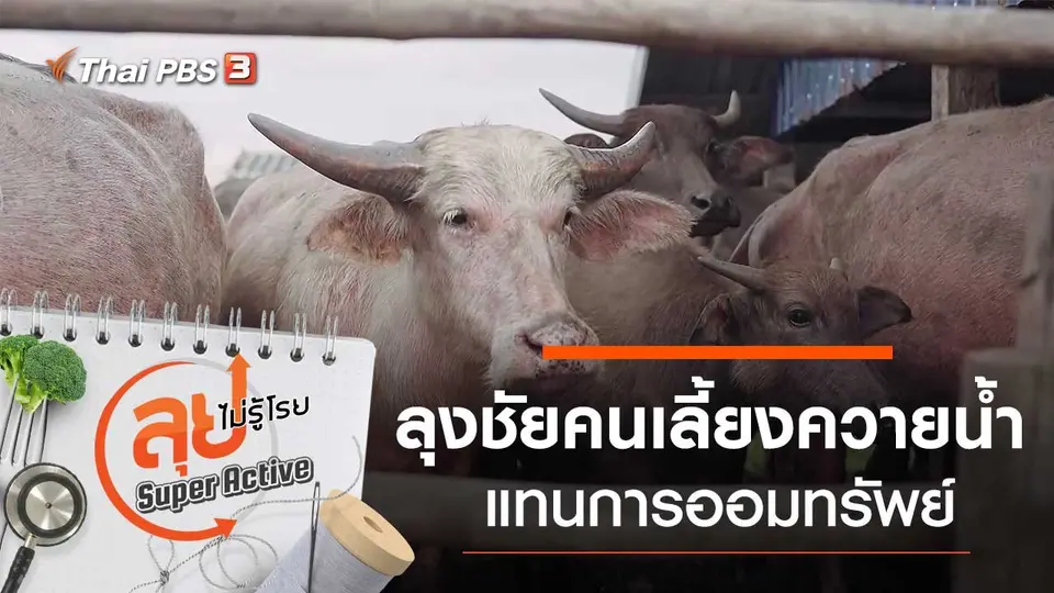 ลุงชัยคนเลี้ยงควายน้ำแทนการออมทรัพย์