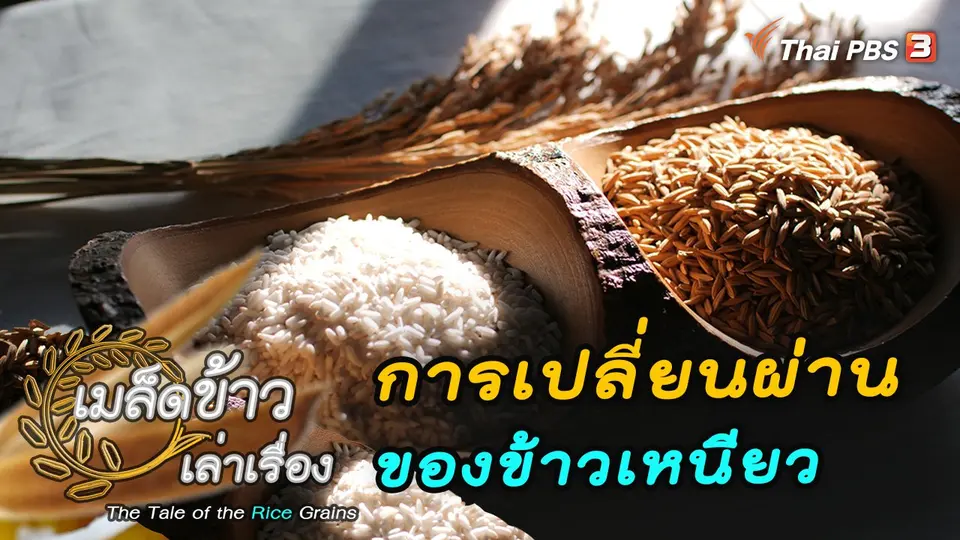 เมล็ดข้าวเล่าเรื่อง