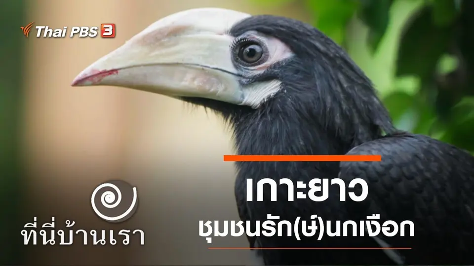 เกาะยาว ชุมชนรัก(ษ์)นกเงือก