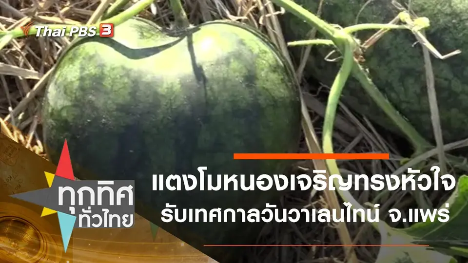แตงโมหนองเจริญรูปทรงหัวใจ รับเทศกาลวันวาเลนไทน์ จ.แพร่