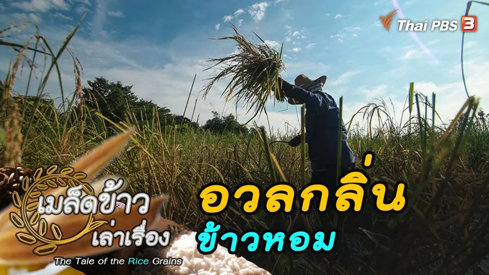 เมล็ดข้าวเล่าเรื่อง