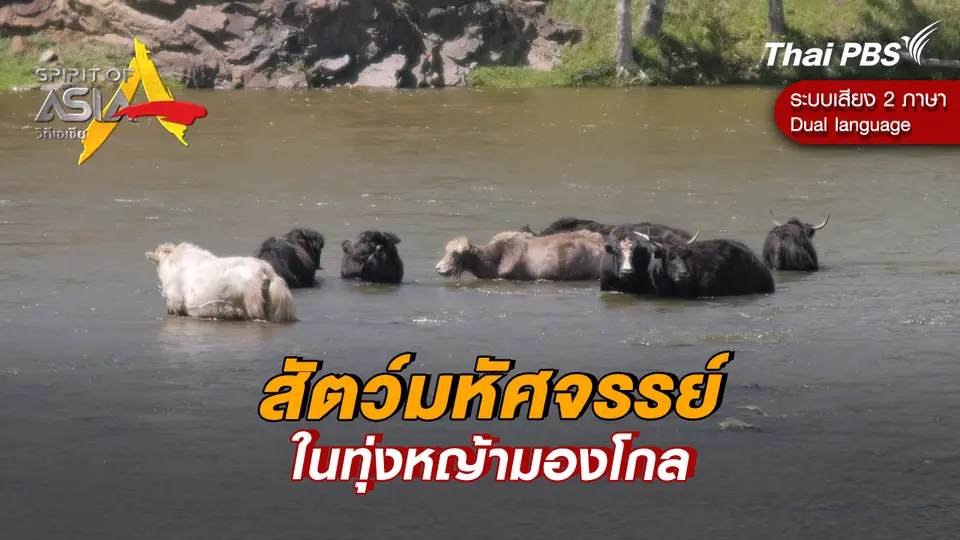 สัตว์มหัศจรรย์ในทุ่งหญ้ามองโกล