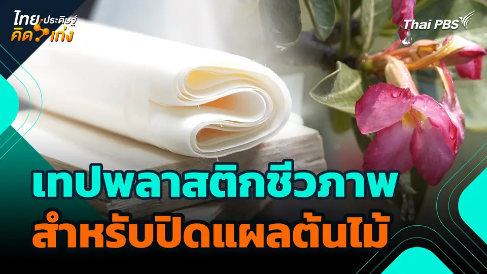 ไทยประดิษฐ์คิดเก่ง : เทปพลาสติกชีวภาพสำหรับปิดแผลต้นไม้
