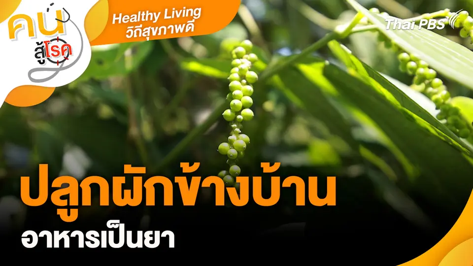 Healthy living วิถีสุขภาพ : ปลูกผักข้างบ้านอาหารเป็นยา