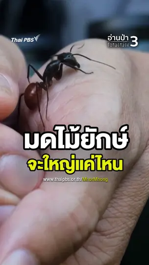มดไม้ยักษ์ จะใหญ่แค่ไหน