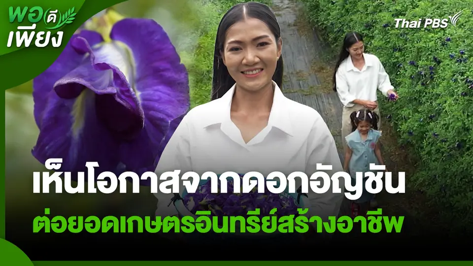 พอดีพอเพียง : เห็นโอกาสจากดอกอัญชัน ต่อยอดเกษตรอินทรีย์ สร้างอาชีพและรายได้อย่างมั่นคง
