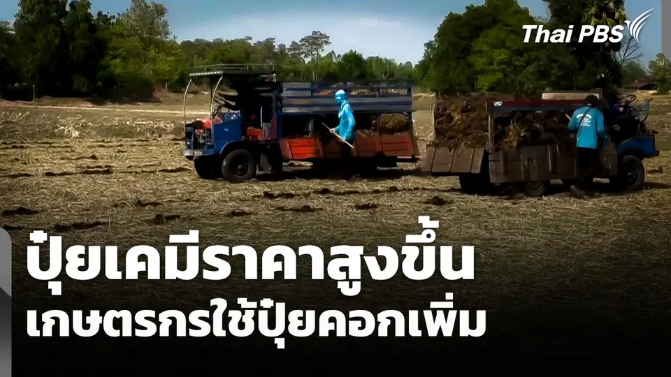 ปุ๋ยเคมีราคาสูงขึ้น เกษตรกรใช้น้อยลง - ใช้ปุ๋ยคอกเพิ่ม